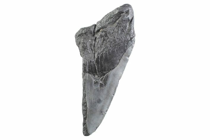 Partial Fossil Megalodon Tooth - South Carolina #332346